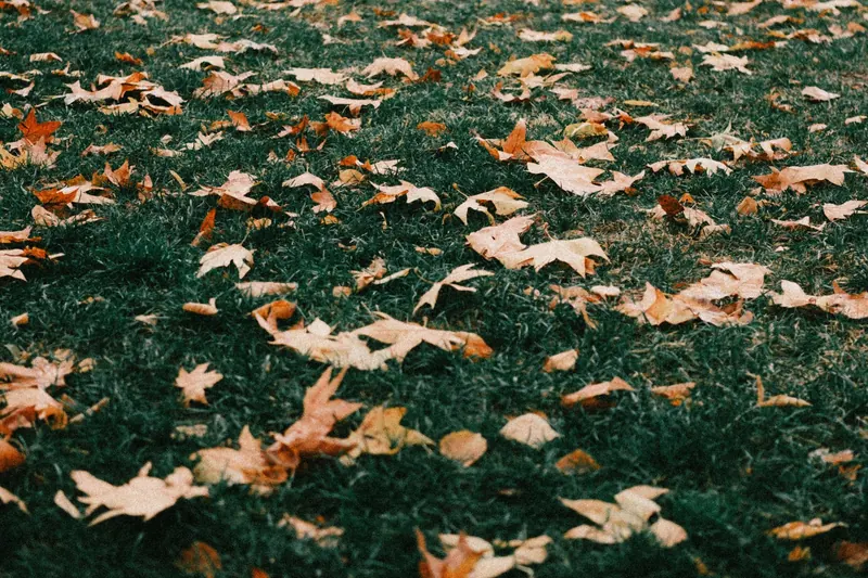 Laub auf einer Rasenfläche im Herbst